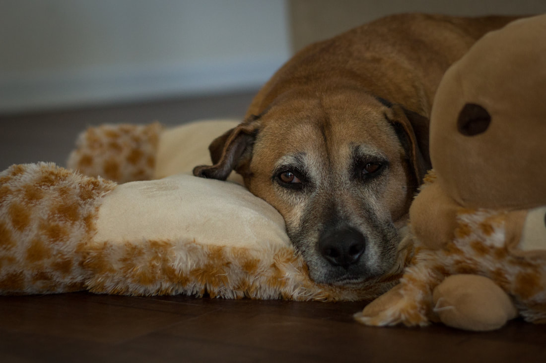 Photo of a brown dog dozing on a giraffe pillow on a wood floor